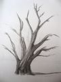 Desert - Arboressences  (dessin)