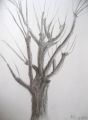 Hiver - Arboressences  (dessin)