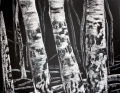 Ô bouleaux (2) - Arboressences  (dessin)