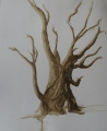 Fort solitaire - Arboressences  (dessin)