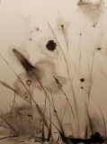 flore il neige 1 - DIVERS - dessin - encres...